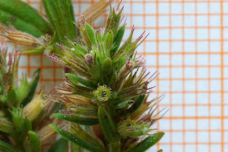Micromeria graeca subsp. graeca